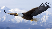 Eagle Flight VR (EUR)*