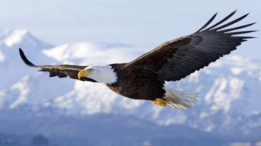 Eagle Flight VR (EUR)*